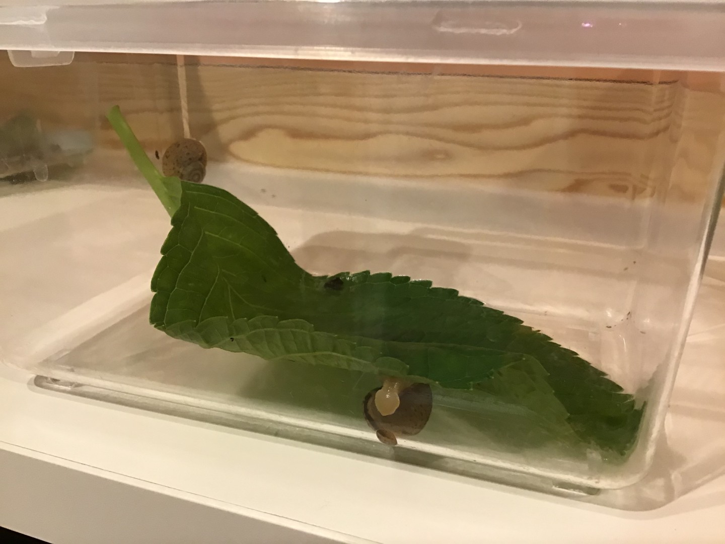 ☆保育園に新しいお友達がやってきました