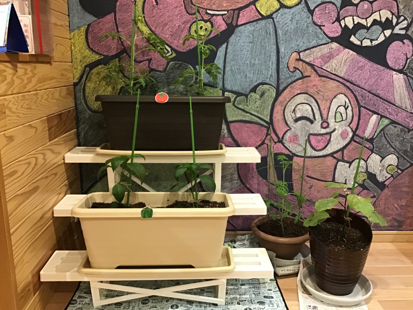 苗を植え付けて１４日目